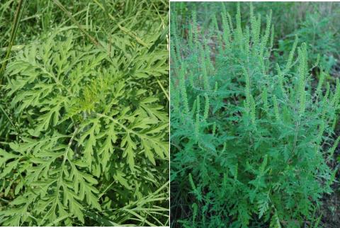 Common Ragweed