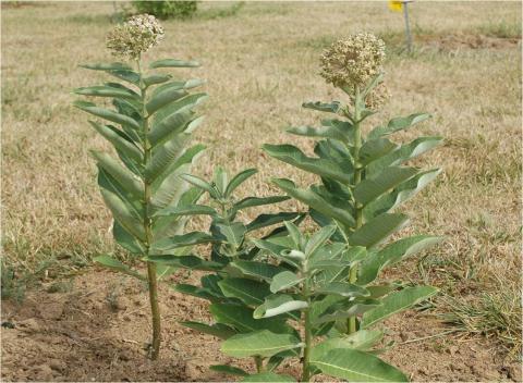 Common Milkweed