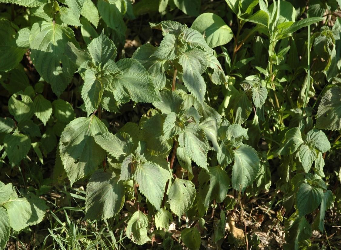 Perilla Mint